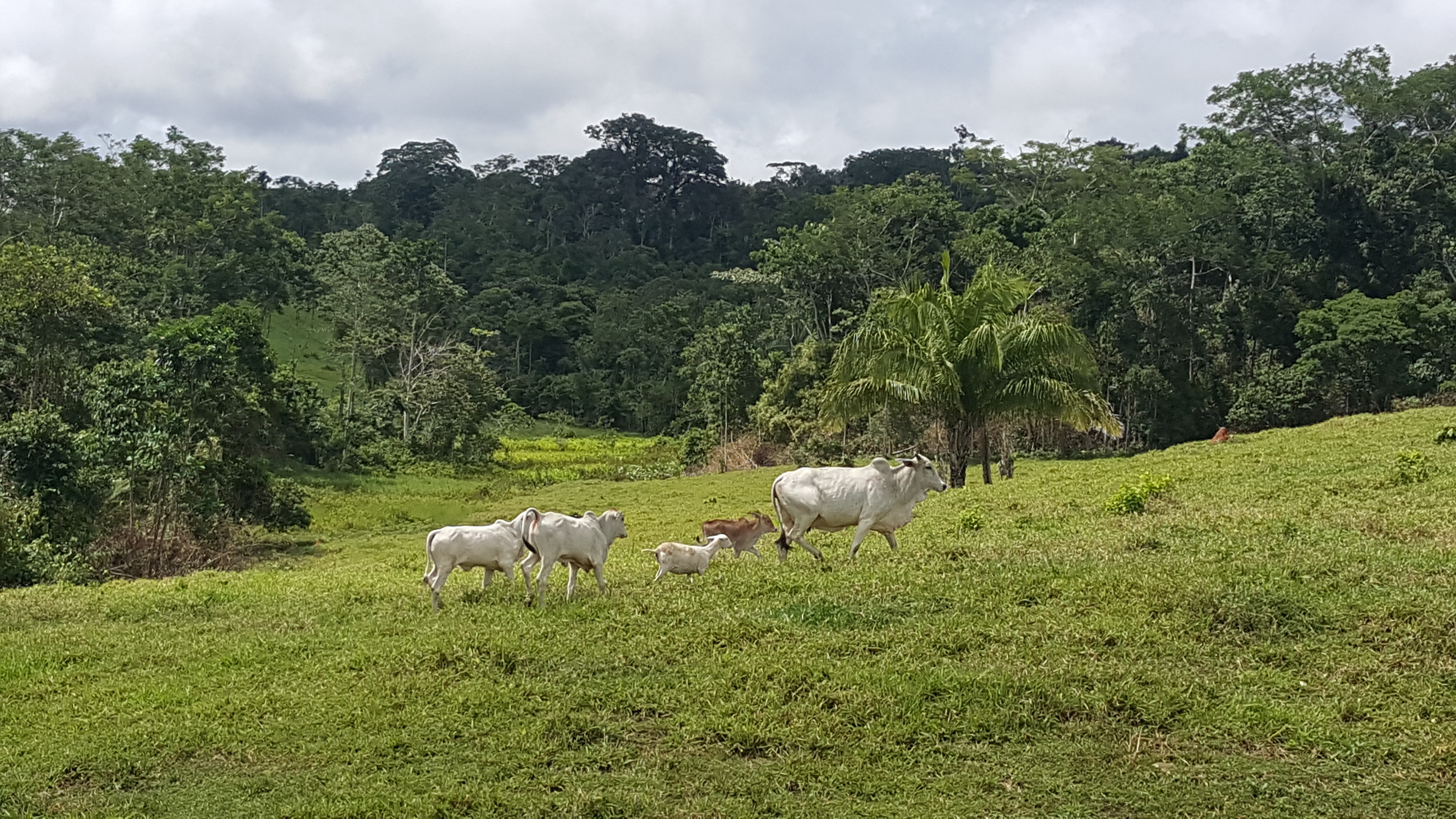Cattle in Chico Mendes Extractive Reserve Luciana Duarte